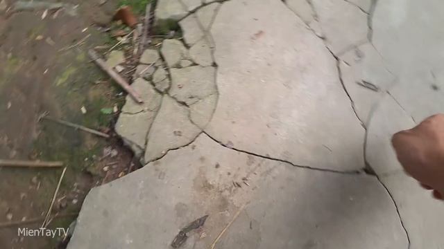 Bánh da lợn lá dứa [Miền Tây TV] смотреть онлайн