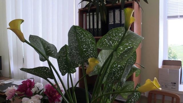 ЦВЕТЫ СЧАСТЬЯ – ЖЕЛТЫЕ КАЛЛЫ (Yellow Callas) смотреть онлайн