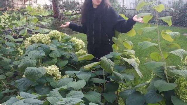 Гортензия в саду и домашнем декоре смотреть онлайн