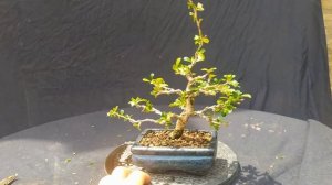 Бонсай из кармоны. Твой первый бонсай! Bonsai Carmona microphyla или чайное дерево Фукиен.
