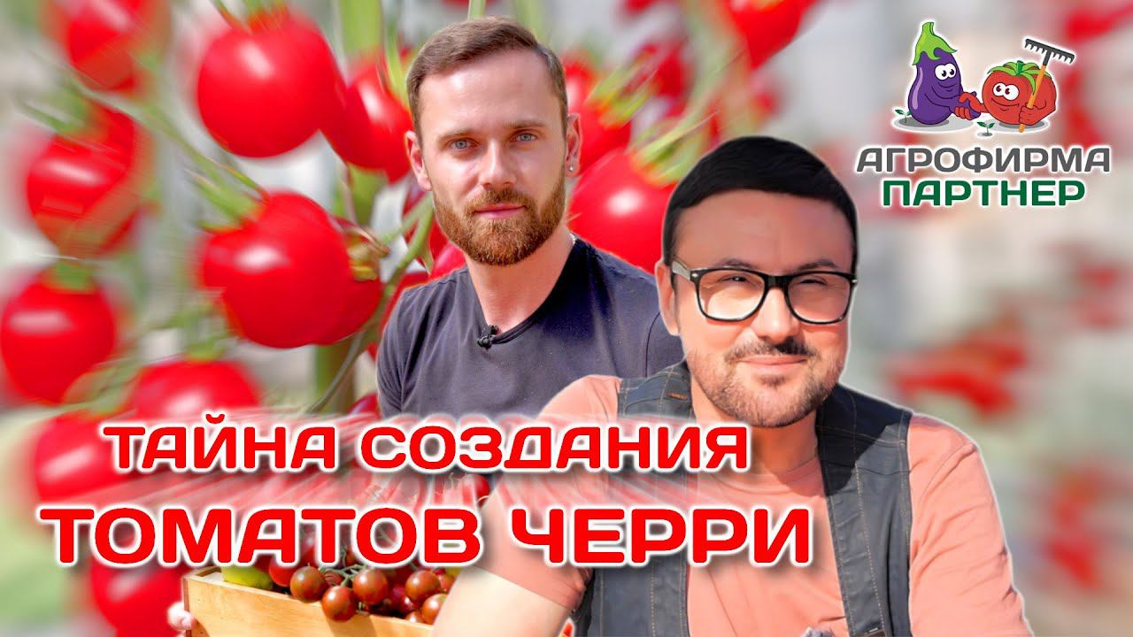 Тайна создания томатов черри | Томат Зимняя вишня | Российская селекция решает #семена #огород