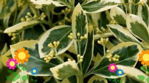 Бересклет японский. Краткий обзор, описание характеристик euonymus japonica bravo