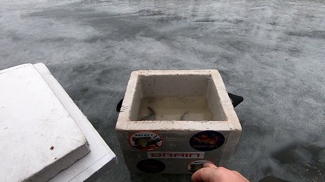 ПЕРВЫЙ ЛЁД. НАШЛИ БОЛОТО СО ЩУКОЙ и ПОСТАВИЛИ ЖЕРЛИЦЫ. Зимняя рыбалка на жерлицы смотреть онлайн