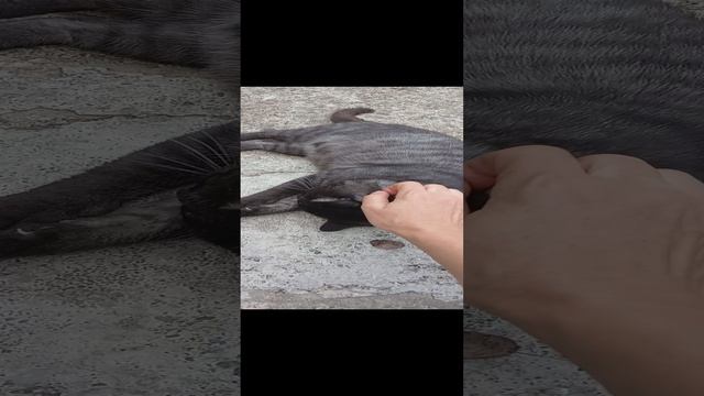 Самый лучший антистресс и антидепрессант. Эффект мгновенный. Кувик? #домашниелюбимцы #счастье