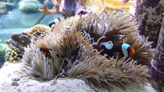 Clownfish relaxing on a anemone смотреть онлайн