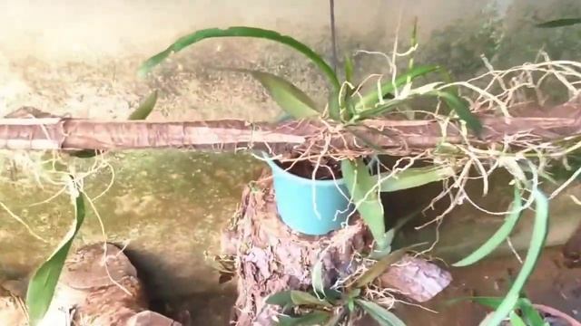 orquídea ionopsis utricularioides смотреть онлайн