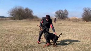 Обучение спортивному движению рядом с доберманом и кане-корсо. Как заинтересовать собаку.