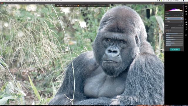 Making Gorilla Eyes Pop - Luminar & the High Key Filter смотреть онлайн