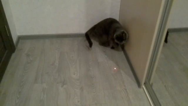 Активный кот