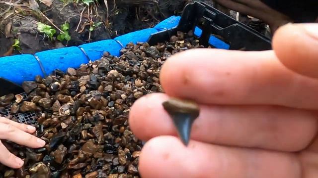 Ice Age Fossil Motherload! Unbelievable Variety Hunting for Fossils in a Florida River!