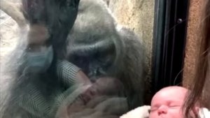 Мать показала своего ребенка, и реакция обезьяны невероятна