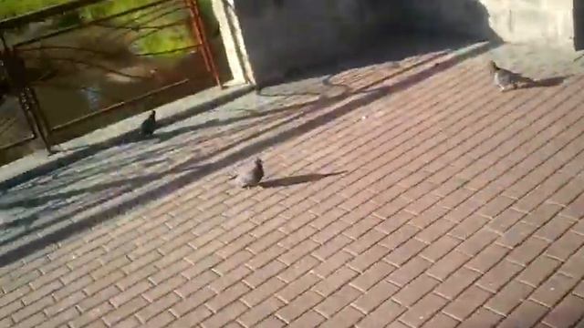 туркмени смотреть онлайн