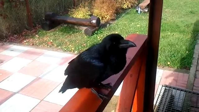 Ворон прилетает к людям смотреть онлайн