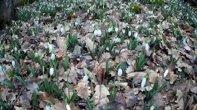 Крым гора Аю-Даг. Цветут подснежники. смотреть онлайн