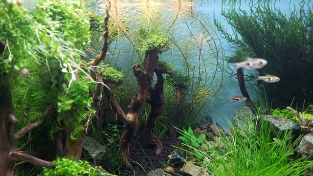 Аквариум "Лес" спустя полтора месяца. Стрижка растений. смотреть онлайн