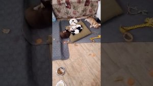 Сколько стоит чихуахуа...