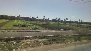 что выращивают и где выращивают в Египте какие растения растут в Египте и чем они вообще питаются