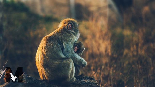 Vulture Music - ''I Feel Safe'' | Emotional Piano & Violin Music смотреть онлайн