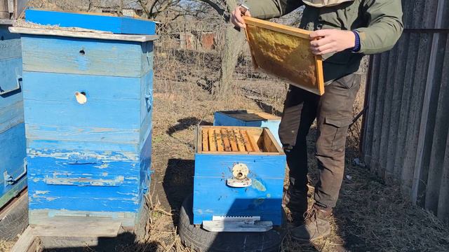 КАК ПЕРЕЗИМОВАЛА КАРНИКА без изолятора, где было больше всего клеща по осени 🔥🤔🐝 смотреть онлайн