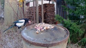 Сороки Кошка Черная пятница Black Friday