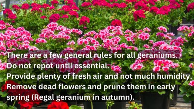 Geranium is one of the world's favorite house plants It's easy to grow | Brilliant House Plant смотреть онлайн