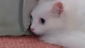 Турецкая ангора - Все о Породе