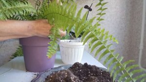 Пересадка ( перевалка ) папоротника.