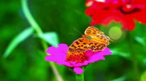 8D BEST BUTTERFLY MUSIC s FLOWER SOUND!Relaxing S Nature Sound, Short Video!Nature