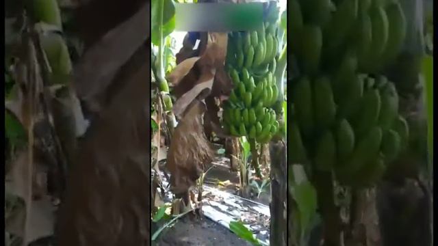 G9 Banana Variety (Grand Nain Banana variety) | Best Banana Variety | Banana Farming / Cultivation смотреть онлайн