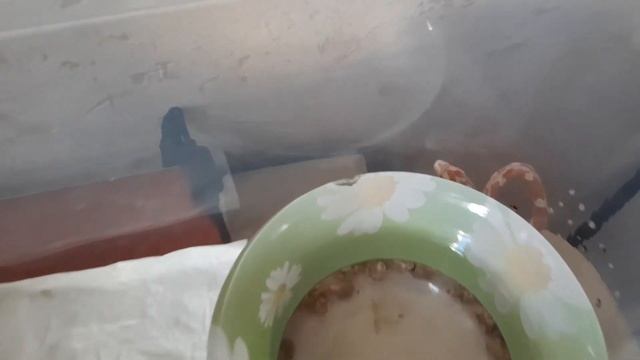 Маисовый полоз смотреть онлайн