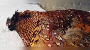 Зимняя Прогулка+ Подстрелил Дичь (Охота в Дагестане)