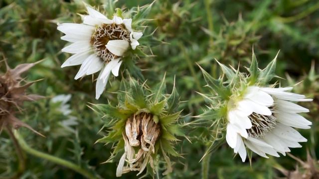 Botanical Garden | Bonn | Ботанический сад Боннского университета имени Фридриха Вильгельма смотреть онлайн
