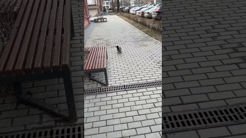 Ворона