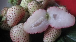 СИНЯЯ, ЧЕРНАЯ И БЕЛАЯ клубника. 100% обман? Стоит ли доверять продавцам? Очень редкий сорт