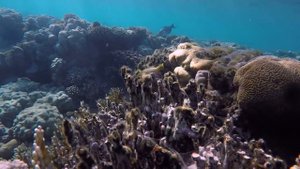 Риф у отеля Coral Sea Sensatori. Лучший 10 из 10