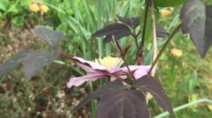 Clématite des montagnes 'Clematis montana Mayleen' Les fleurs suspendues.