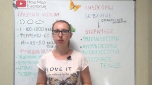 Лизосомы. Признаки, виды и функции лизосом.