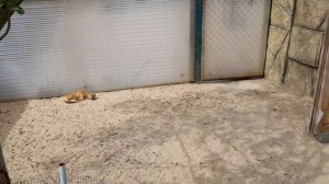 МАНГУСТЫ ОТДЫХАЮТ