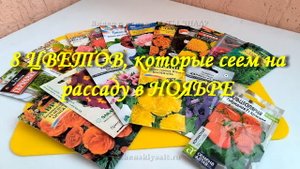 8 ЦВЕТОВ, которые сеем на рассаду в НОЯБРЕ