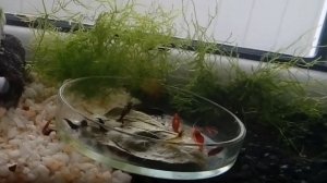 Кормим креветок листьями деревьев и крапивы - мои эксперименты (часть 1)