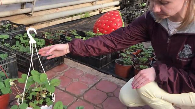 Виды земляники  Всё о землянике (серия 1) смотреть онлайн