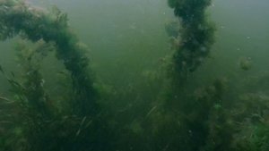 Подводное течение реки. Подводная растительность реки. Full HD 60fps.