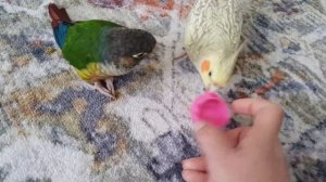 Коррела Соня и пиррура Кеша