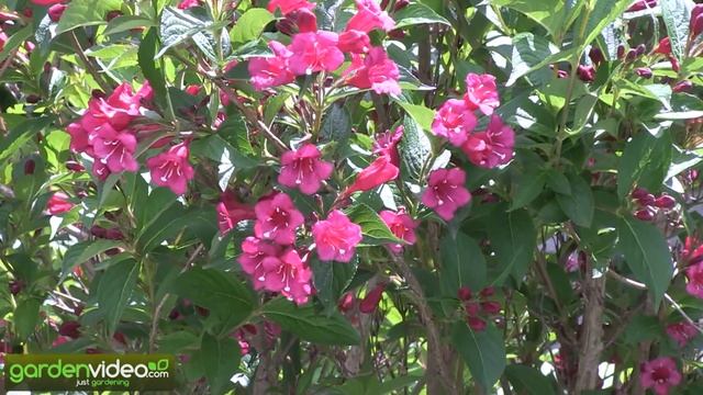 Weigela floridus Bristol Ruby смотреть онлайн