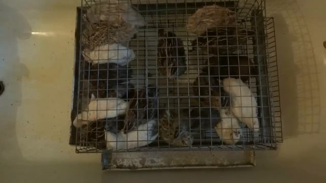 Перепела в городской квартире. Часть 4.  Финал. Домашние перепелки. смотреть онлайн