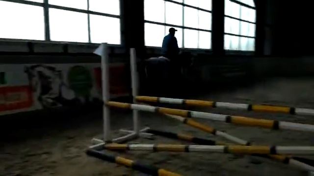 Гуарана - жеребец породы Лузитано смотреть онлайн