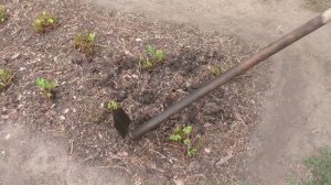 Рыхлю клубнику и поправляю буртики грядок