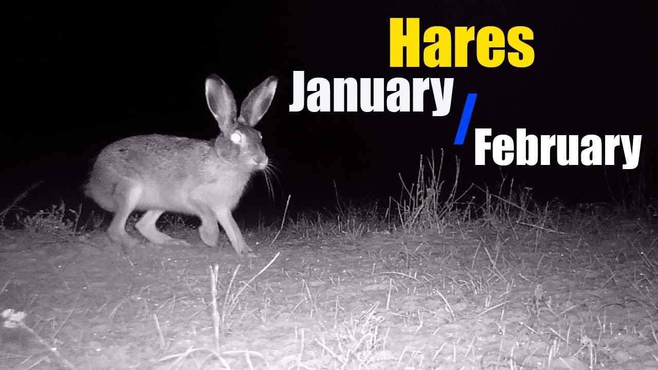 Hares in late January early February 2022 / Зайцы в конце января начале февраля смотреть онлайн