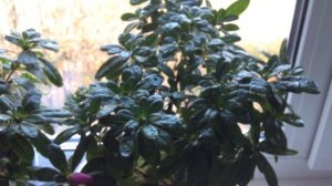 Азалия (Azalea) закладка бутонов в октябре 2019 год