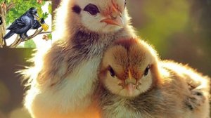 Сидит ворон на дубу .. .Детские колыбельные песенки